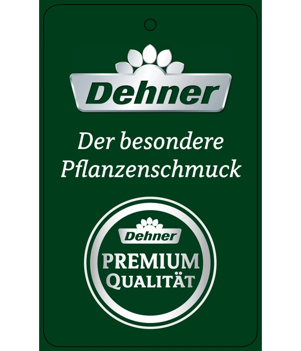 Schmetterlingsorchidee - Phalaenopsis Cultivars 'Umbrella', Verschiedene Sorten 12 Schmetterlingsorchidee - Phalaenopsis Cultivars 'Umbrella', Verschiedene Sorten – Bild 12