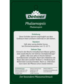 Schmetterlingsorchidee - Phalaenopsis Cultivars 'Umbrella', Verschiedene Sorten 25 Schmetterlingsorchidee - Phalaenopsis Cultivars 'Umbrella', Verschiedene Sorten -Wurzel Herz Verkaufsgeschäft PremiumPhalaenopsis Phala 04052016 2