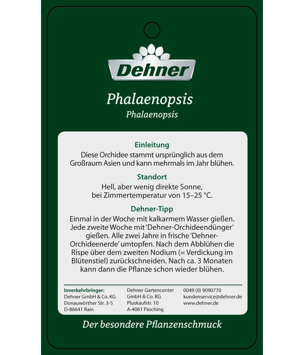 Schmetterlingsorchidee - Phalaenopsis Cultivars 'Umbrella', Verschiedene Sorten 13 Schmetterlingsorchidee - Phalaenopsis Cultivars 'Umbrella', Verschiedene Sorten – Bild 13