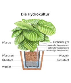 Korbmarante - Calathea Orbifolia, Hydrokultur 3 Korbmarante - Calathea Orbifolia, Hydrokultur -Wurzel Herz Verkaufsgeschäft WE MO Hydrokultur Hydropflanze Grafik 9