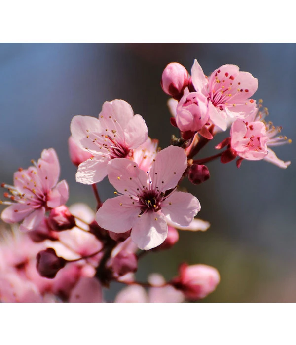 Wurzel Herz Verkaufsgeschäft 36 Wurzel Herz Verkaufsgeschäft -Wurzel Herz Verkaufsgeschäft 2